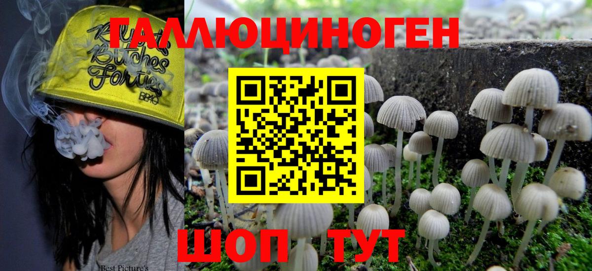 Галлюциногенные грибы Psilocybine cubensis Североморск